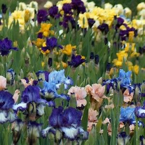 Meet your Posher, Iris